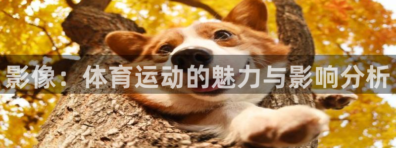 网络xc暗指什么部位
